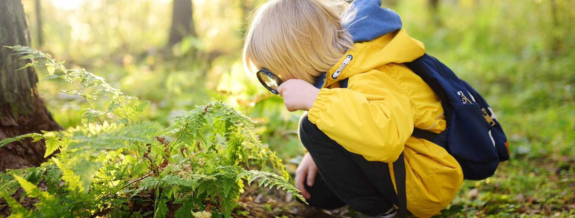 Preschooler boy explores nature with magnifying glass. Toddler looks at fern leaf with magnifying glass.