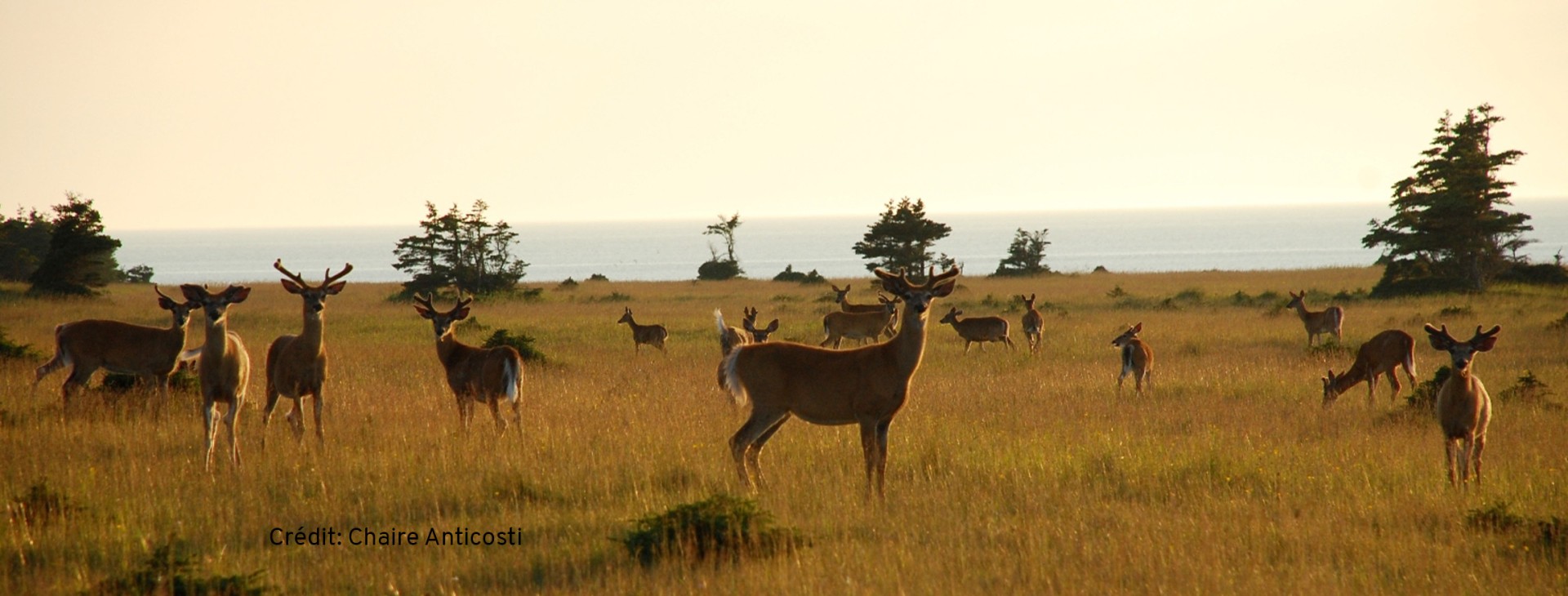 Many white-tailed deer on Anticosti Island.
